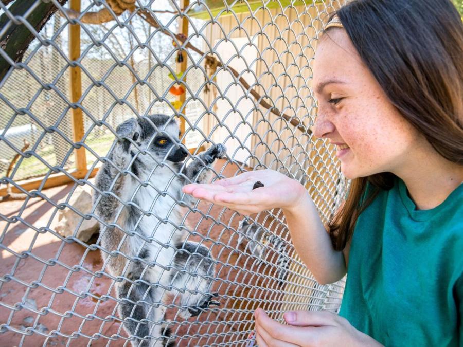 Feeding the Lemurs on our exciting Guided Wild Walks!