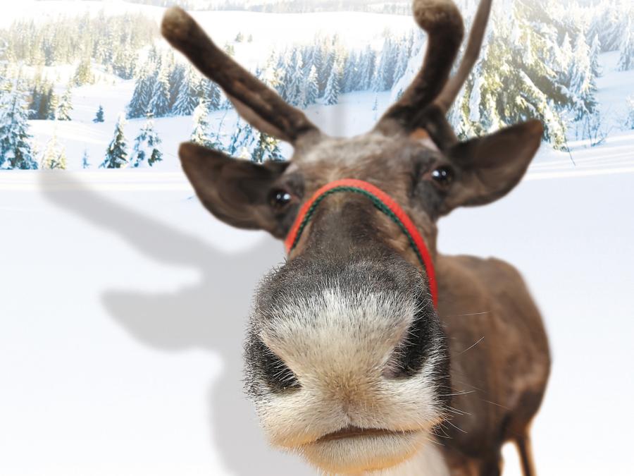 Get Closer to Santa's Reindeer!