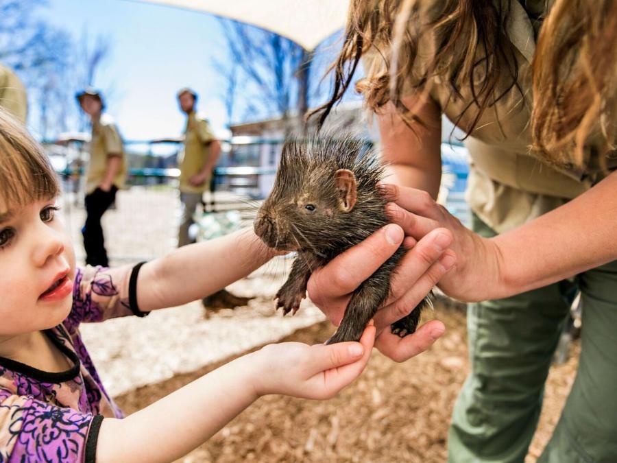 You'll get to meet so many cute animals in our VIP Encounter!
