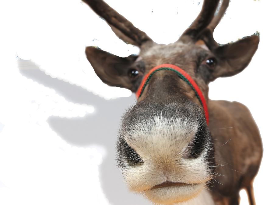 Reindeer and Christmas Lights!