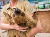 Come meet Flash, our baby sloth, in one of our VIP Encounters!