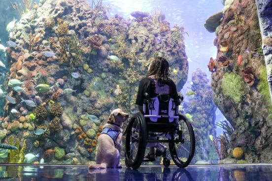 Attraction_Aquarium_Accessible_Wheelchair_Girl_Dog