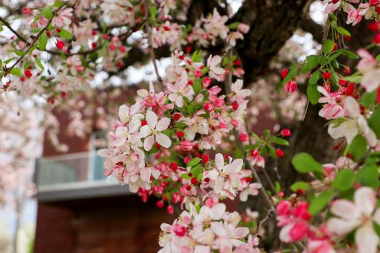 spring blossoms