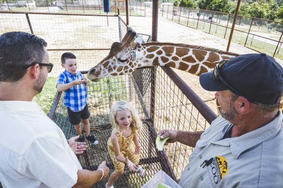 Family of four hand-feeding a giraffe at an outdoor zoo in Branson.