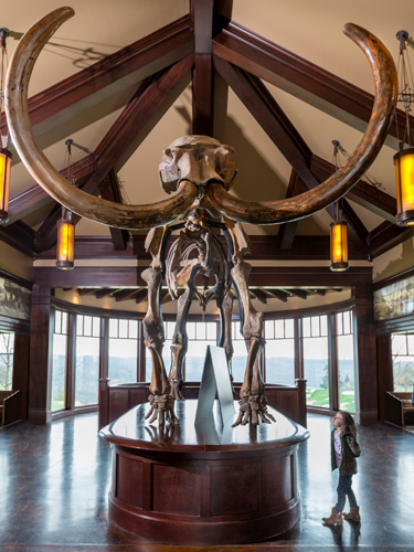 Skeleton of mammoth displayed in a history museum in Branson.